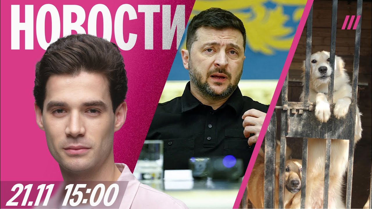 Мирный план Трампа: реакция Киева. Бездомных собак отправят на «СВО»? Жертв в