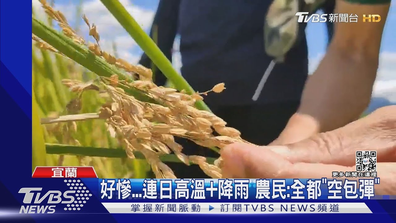 好慘連日高溫+降雨 農民:全都「空包彈」