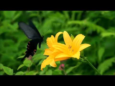 НЕЖНАЯ ВОЛШЕБНАЯ МЕЛОДИЯ ЦВЕТОВ\