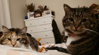 Late Night Keep Mommy Up Licks