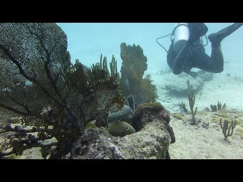 Playa del Carmen Jardines Reef Dive