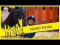 HEA! Fries paard Fenna op bezoek
