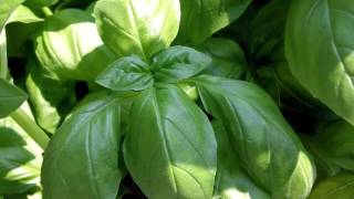 Vovó Maria Conga - Manjericão: O Ritual do Amor em Si