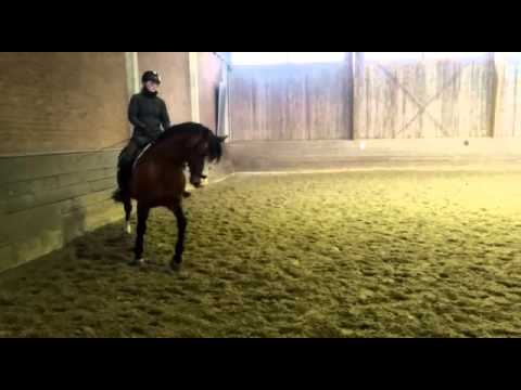 Lissaro van der Helle Trab/Schritt