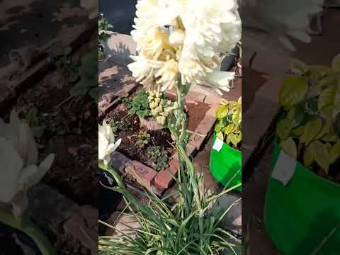 Tuberose Tango: A Floral Symphony in 60 Seconds! 🌺🎶 #FloralShort #TuberoseBeauty"