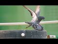 Dove Love