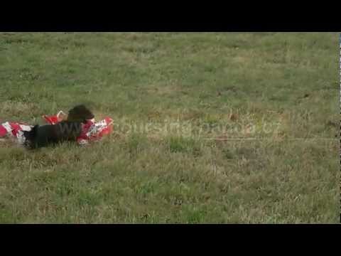 Coursing trénink 17.11.2012 - Terry