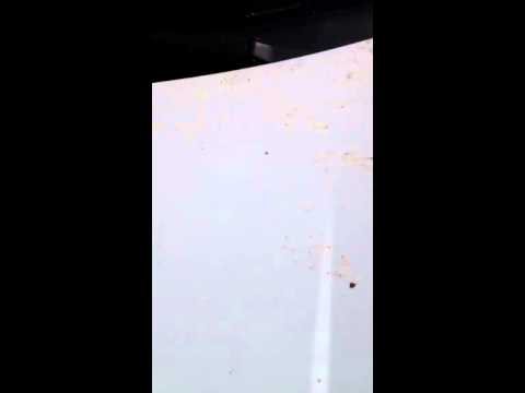 Raccoons Paw Prints on Wildlife Truck in Neptune City, NJ