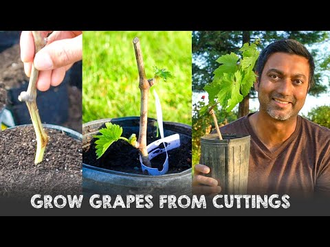, title : 'Easy Way to Grow Grapes from Cuttings