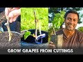 Easiest Way To Grow Grape Vines From Cuttings