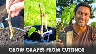 Easiest Way to Grow Grape Vines from Cuttings