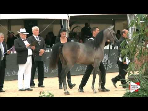 N.25 D GHANEEEMAH - Menton 2016 - Yearling Fillies (Class 1B)