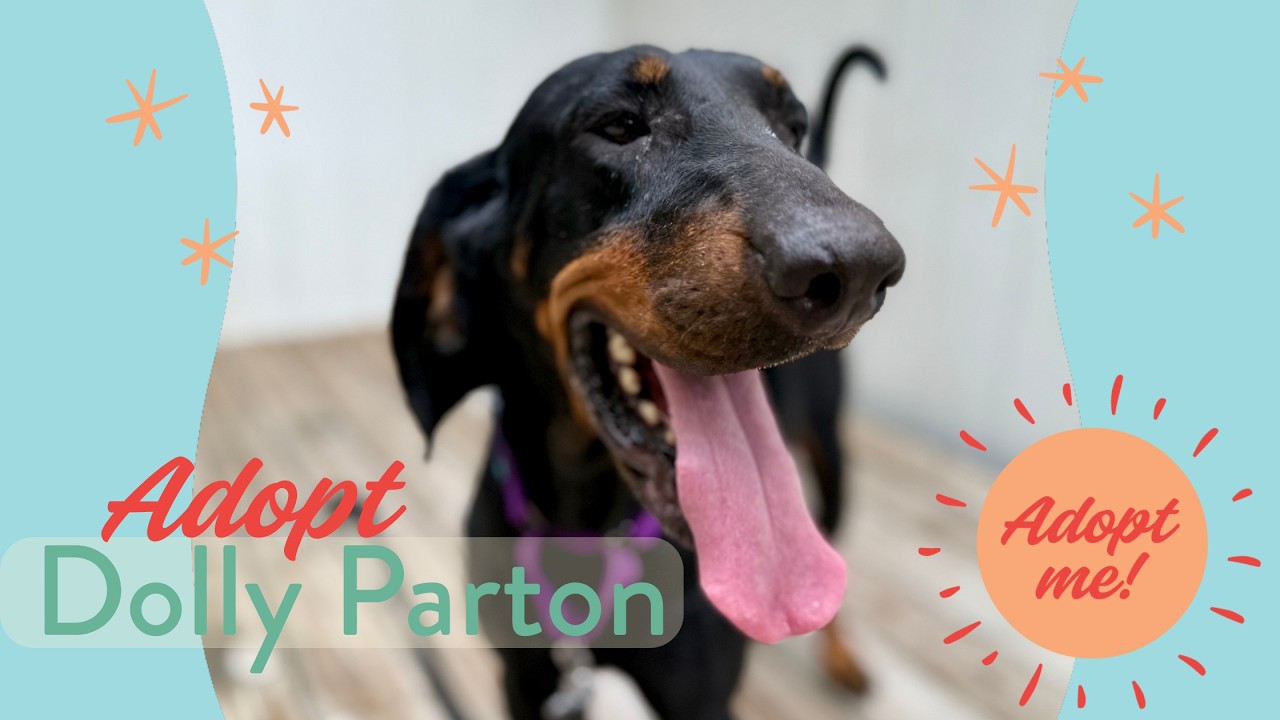 Enlarge Dolly Parton, a Adoptable Black and Tan Coonhound in Friendswood, TX video 6/6