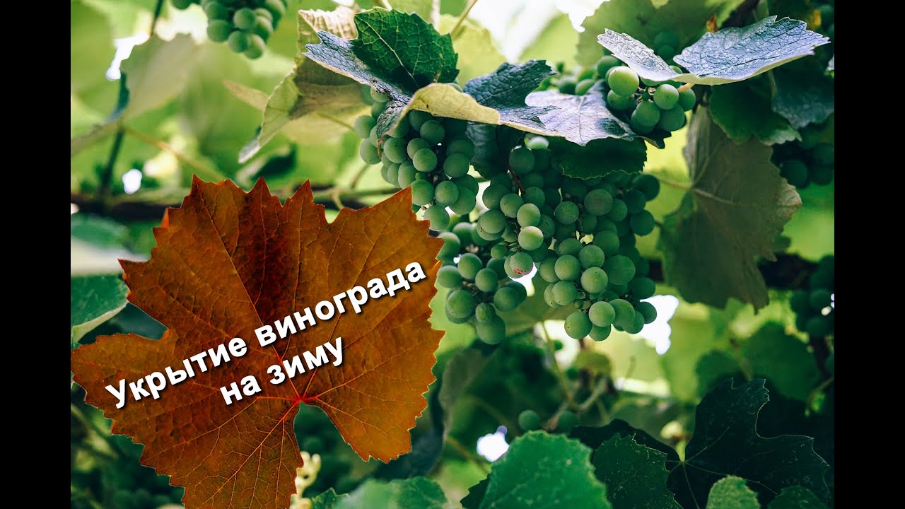 Как укрыть виноград в средней полосе: 6 способов укрытия винограда –Антонов сад