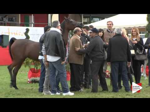 2nd Place N.42 CS AMAY - Arezzo 2015 - Senior Mares Championship (Class 19)