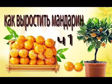 Как выростить мандарины дома