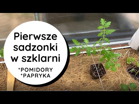 Pomidory🍅 i papryka🌶️ w szklarni nie ogrzewanej. Jak zabezpieczam sadzonki przed zimnem.