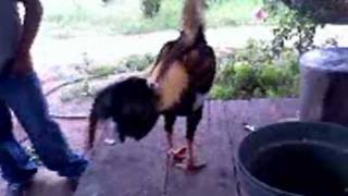 preview picture of video 'el negro y el giro asiles gallos de pelea bacorehuis.wmv'