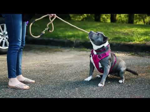 Rosemary’s Adoption Update: One Year Together