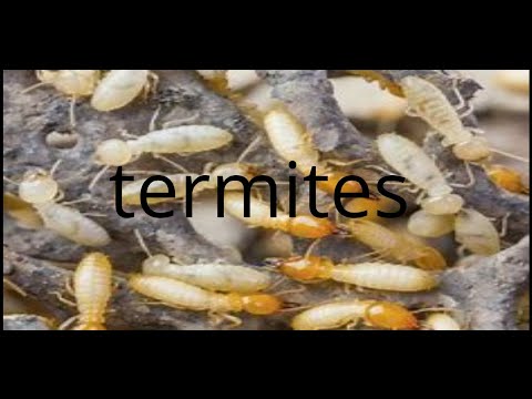 Termites