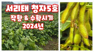 서리태 청자5호 작황 2024년 검은콩 검정콩 [콩재배방법]
