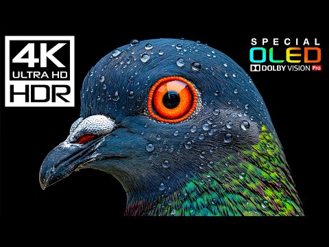 Most Craziest 4K HDR 60FPS Dolby Vision (8K/4K Video TV)