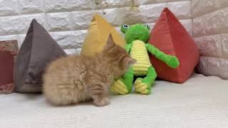 マンチカンの動画01