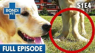 BONDI VET - Season 1 Episode 04