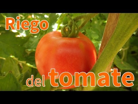 , title : 'Cómo regar los tomates - Planeta Huerto'
