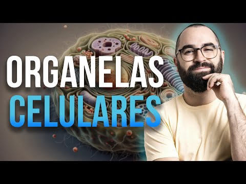 Reticulum, Golgi, Ribosome and Acrosome - Class 23 - Module 1 - Cell Biology | Prof. Guilherme