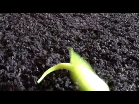 Teaching my worm do dance