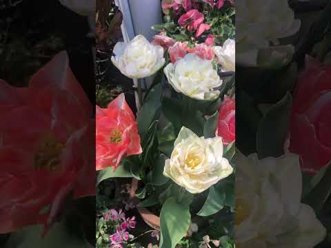 大輪クレマチスのトレンド 2022