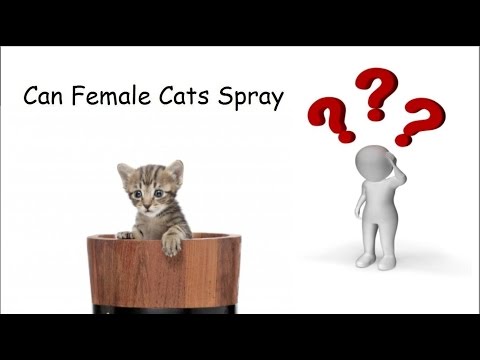 Can Female Cats Spray?