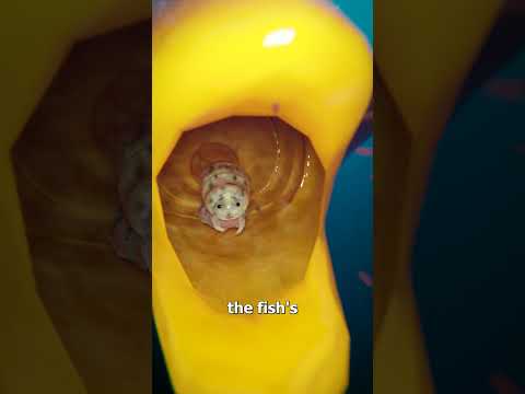 Parasite Replaces A Fish's Tongue 😱