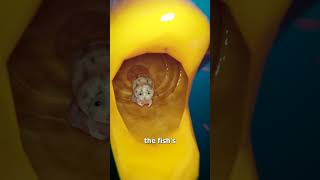 Parasite Replaces A Fish&#39;s Tongue 😱
