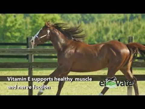 Elevate Natural Vitamin & Supplement for Horses Video