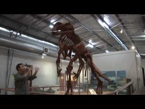 オーストラリアの恐竜 - ムッタブラサウルス