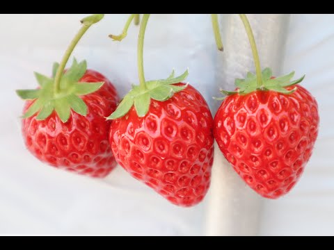 フルーツ王国山梨市で「いちご狩り」！