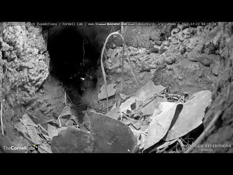 Endangered Bermuda Petrels, Cahow Cam Burrow 1 - 22 November 2022