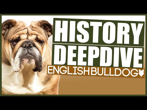 ENGLISH BULLDOG HISTORY DEEPDIVE
