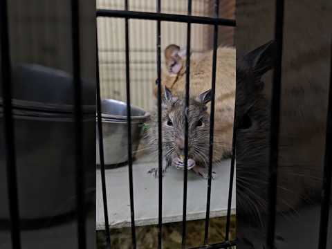 Чилийские белки Дегу и соседи)) #дегу #животные #белки #смех #грызуны #продажа #ярославль
