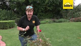 How to Deal with Rust on Roses