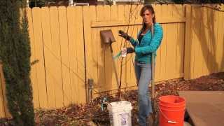 Planting a Dwarf Fruit Tree and Advantages for the Backyard Garden