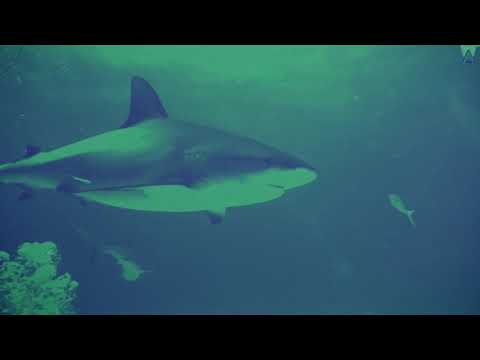 Krautmanga - Kévin Colin & Les Crazy Antonins