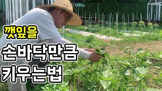 깻잎을 손바닥만큼 크게 키우는 방법 - 서이장의 텃밭가이드 [기초편]│농사직방