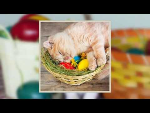 american tail no cats in america video