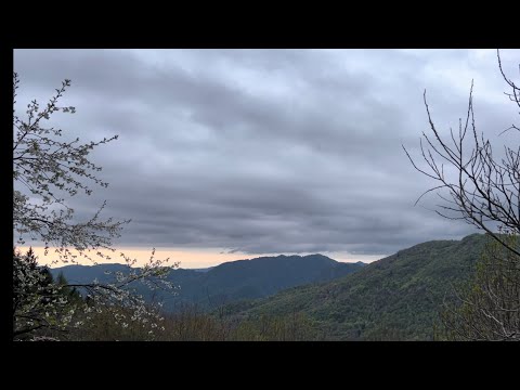 Early morning bird concert. 