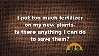 Q&A – I put too much fertilizer on my plant. Can I save it?