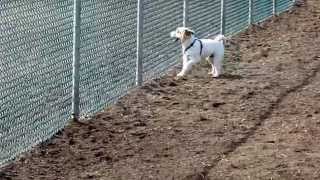 preview picture of video 'A Day at Redondo Beach Dog Park-February, 2014'