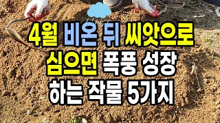 4월 비온 뒤 씨앗으로 심으면 폭풍 성장하는 작물 5가지